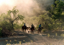 USA-New Mexico-Gila Cattle Round Up